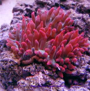 Rose BTA
